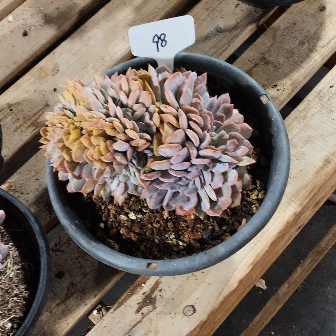 多肉植物多肉植物