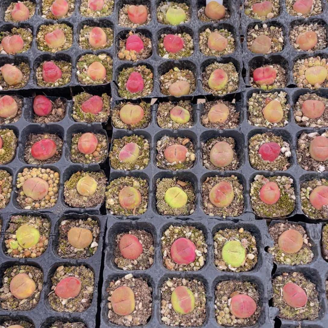 量拍13号 精品毛汉尼九个