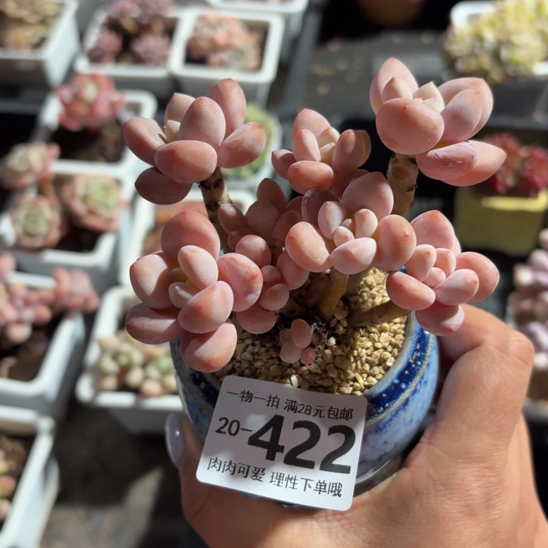 樱花洛神无盆土发货无