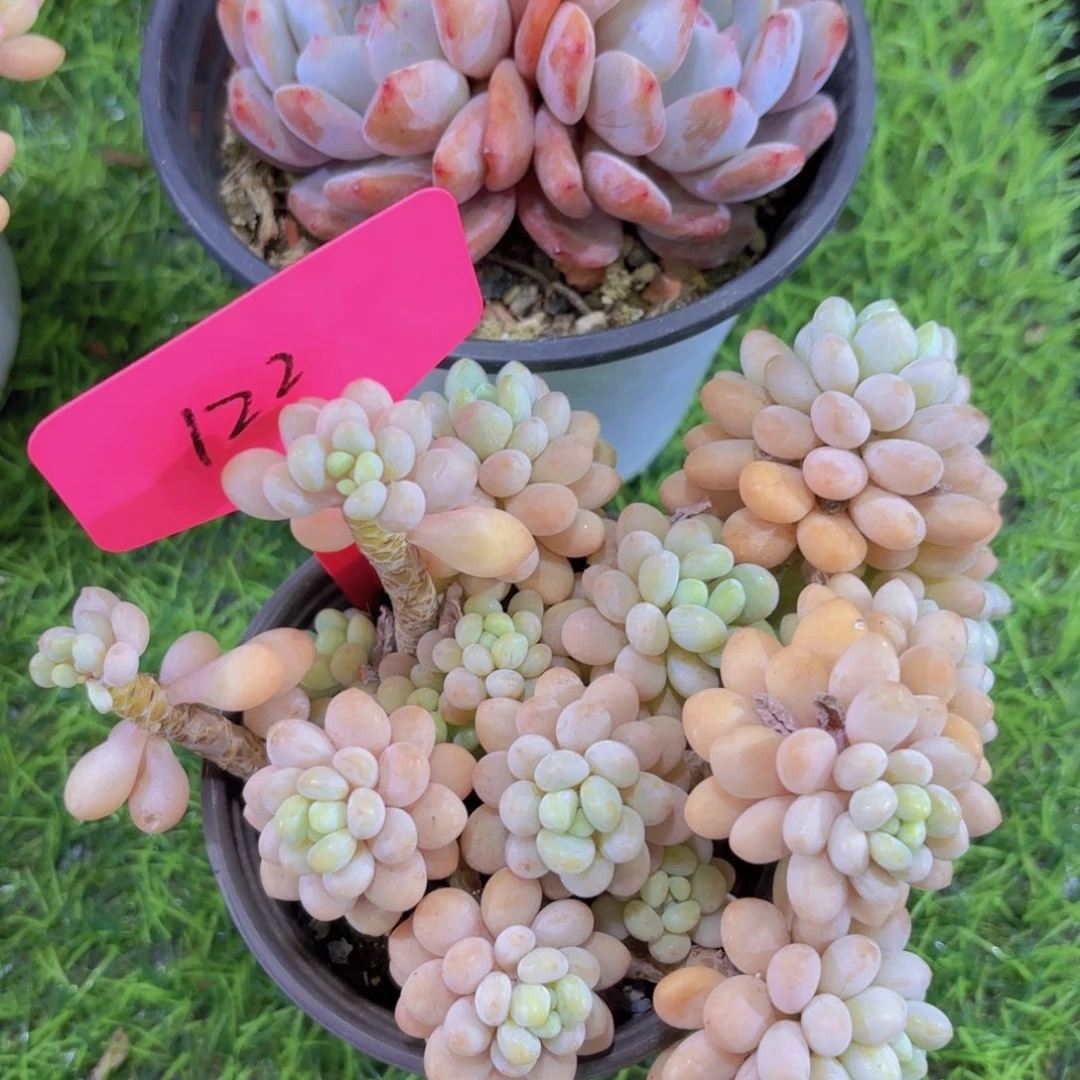 我的小可爱们都好可爱