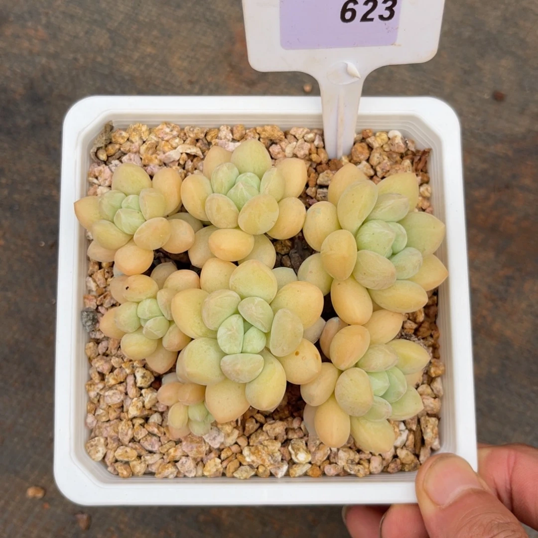 云尘多肉一物一拍623