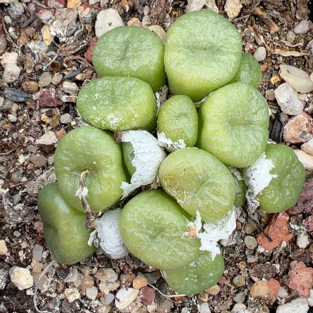 【闪购商品】420……