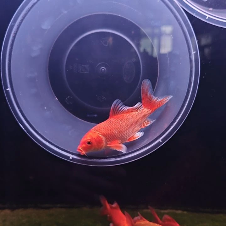 蝴蝶鲤人****逢蝴蝶鲤苗子，包邮包活！