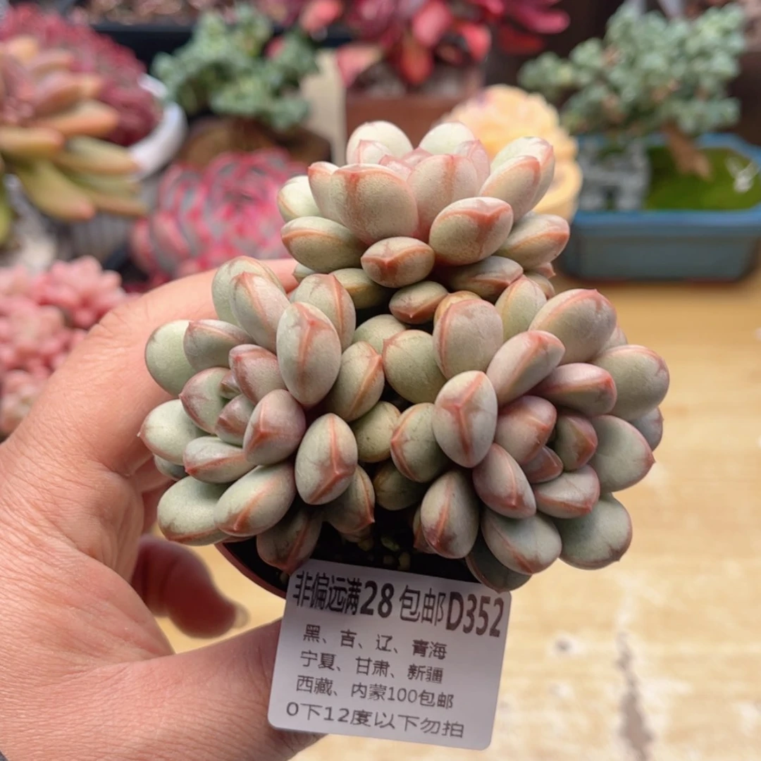 【闪购商品】352葡萄