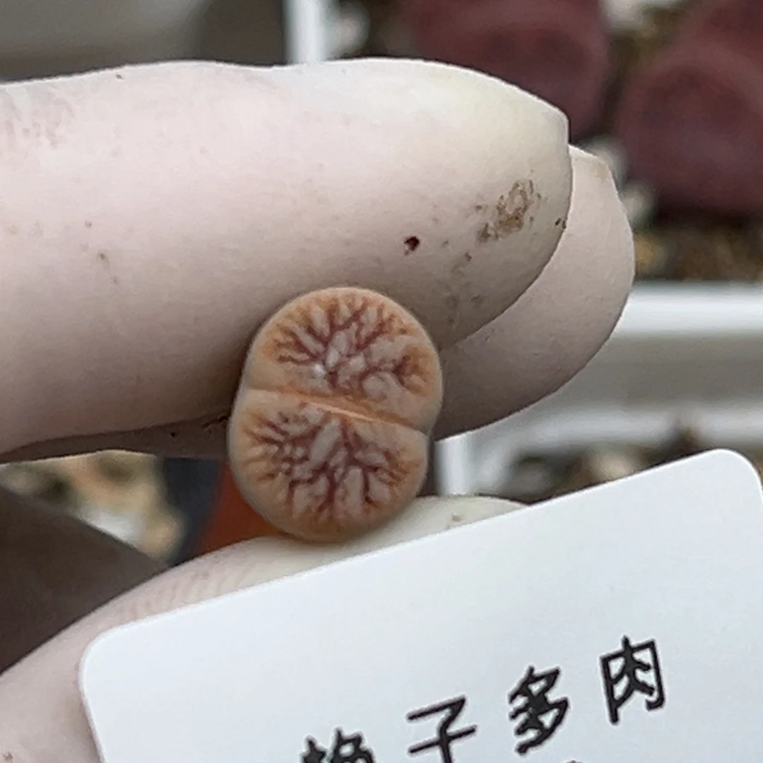 纯*1272号一颗荒玉