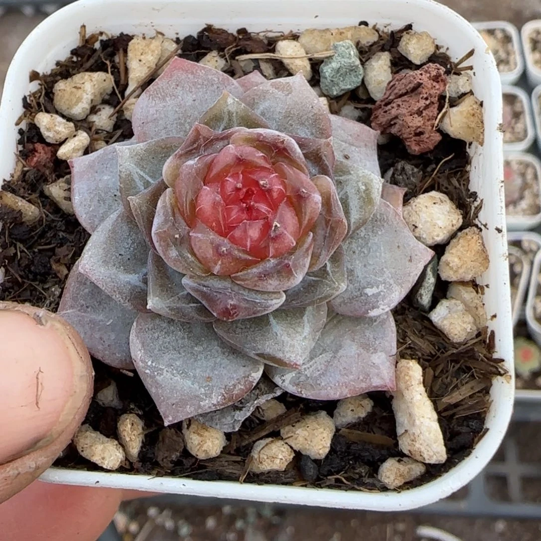 多肉小卡拉米糖心一物一拍