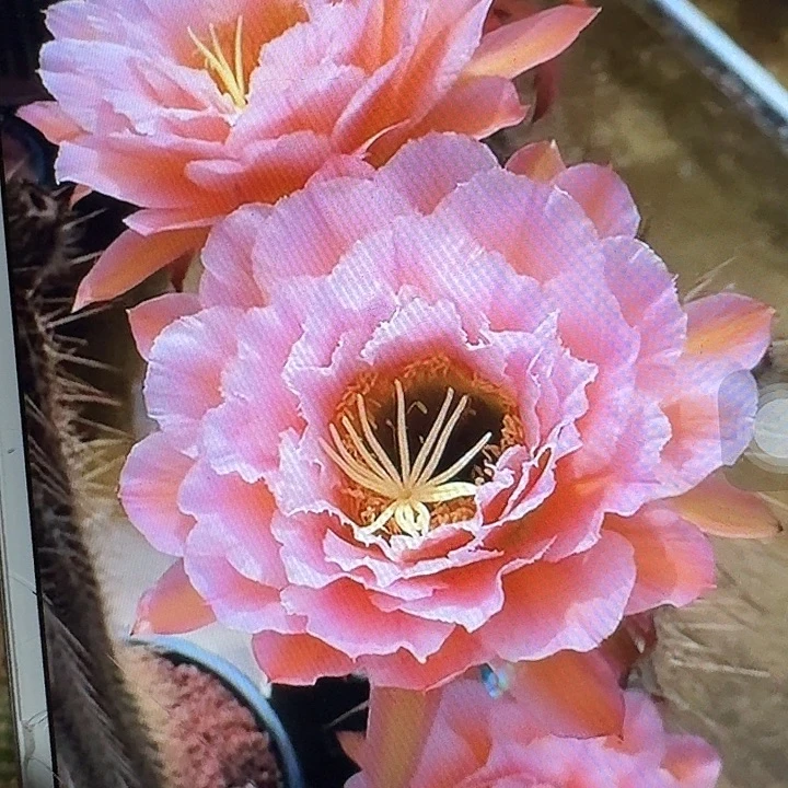 粉桃精灵侧芽5公分左右毛花柱