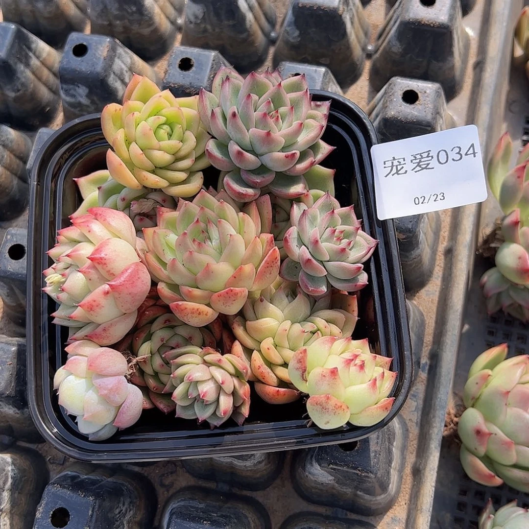 直播福利一物一拍034