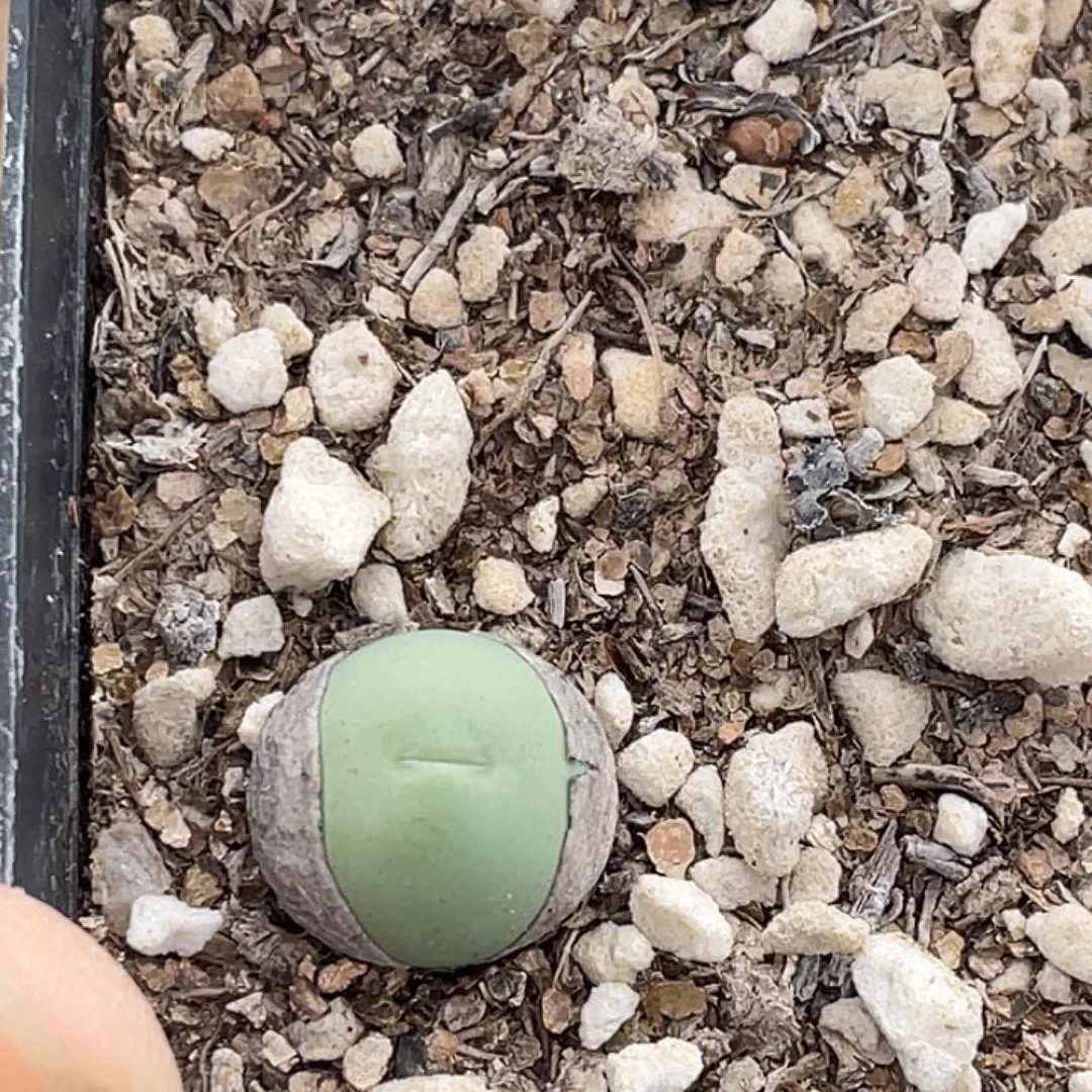 14-124鸽子蛋多肉植物