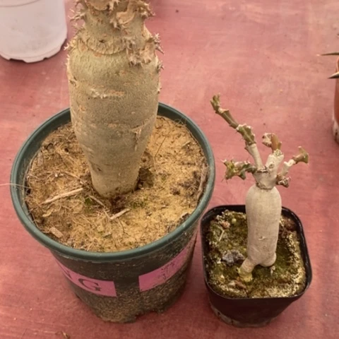 自***?组合2颗仙人球组合仙人球