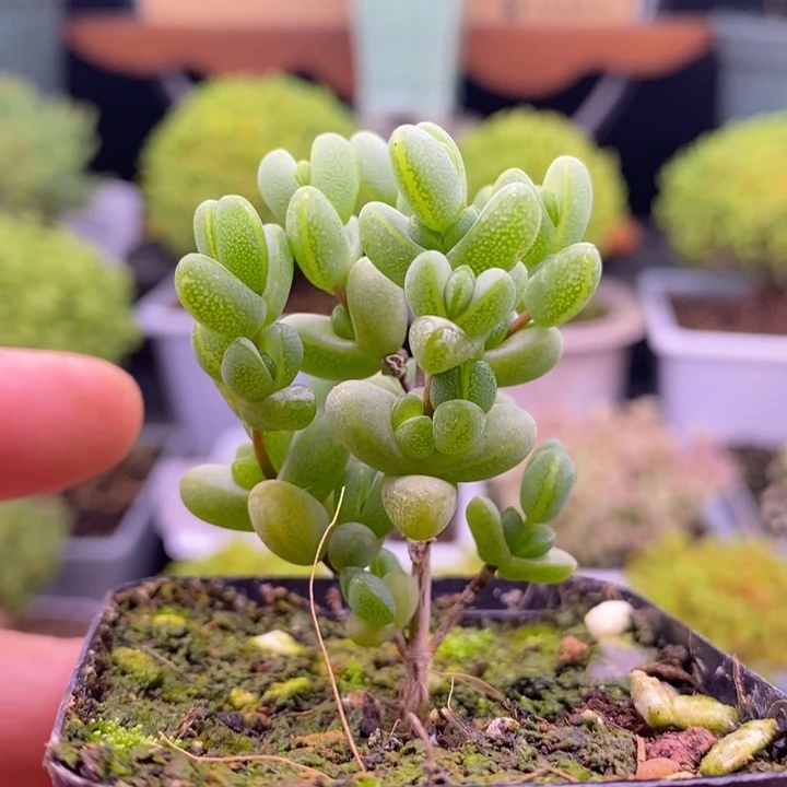 清***新无花朵85元宝。