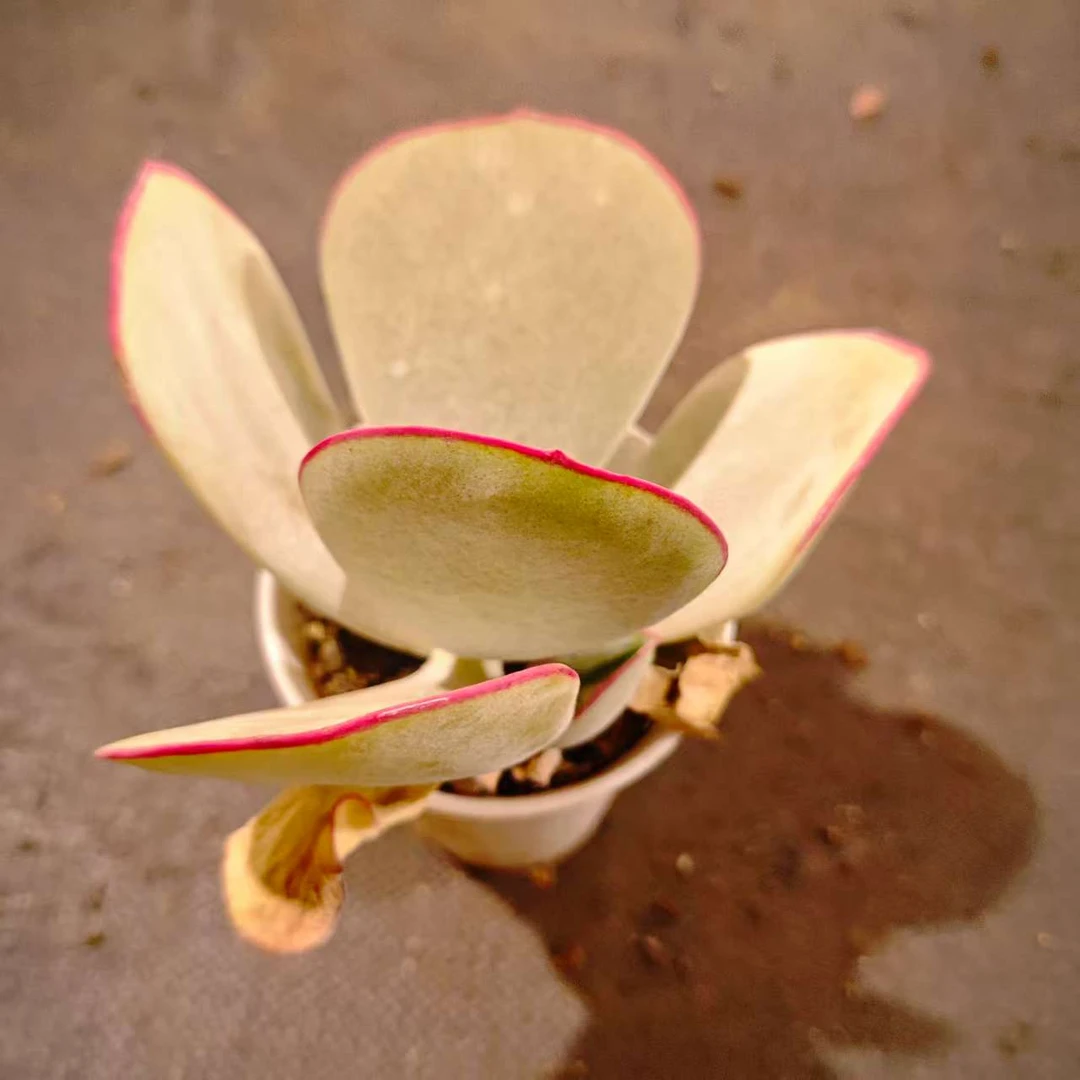 白眉90#SDW拍一发二 精品多肉植物新手闭眼入阳台庭院一单