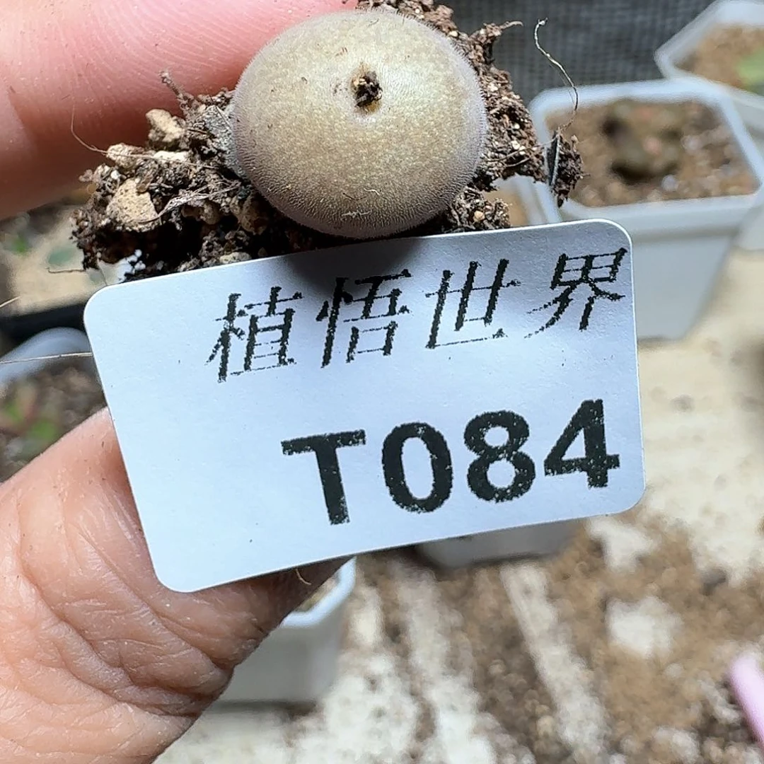 084盒多肉植物哇c c