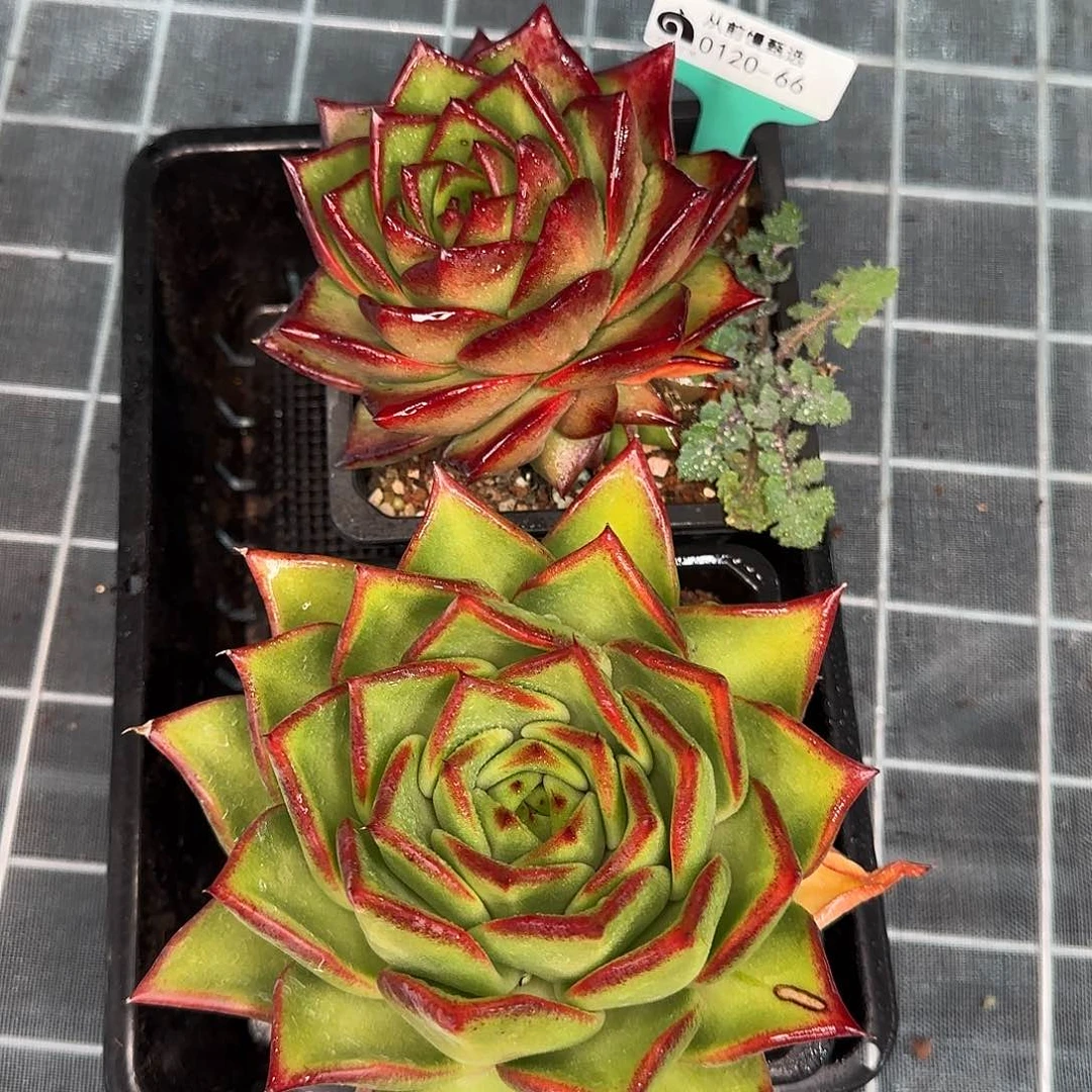 从前慢花园精选0120-66