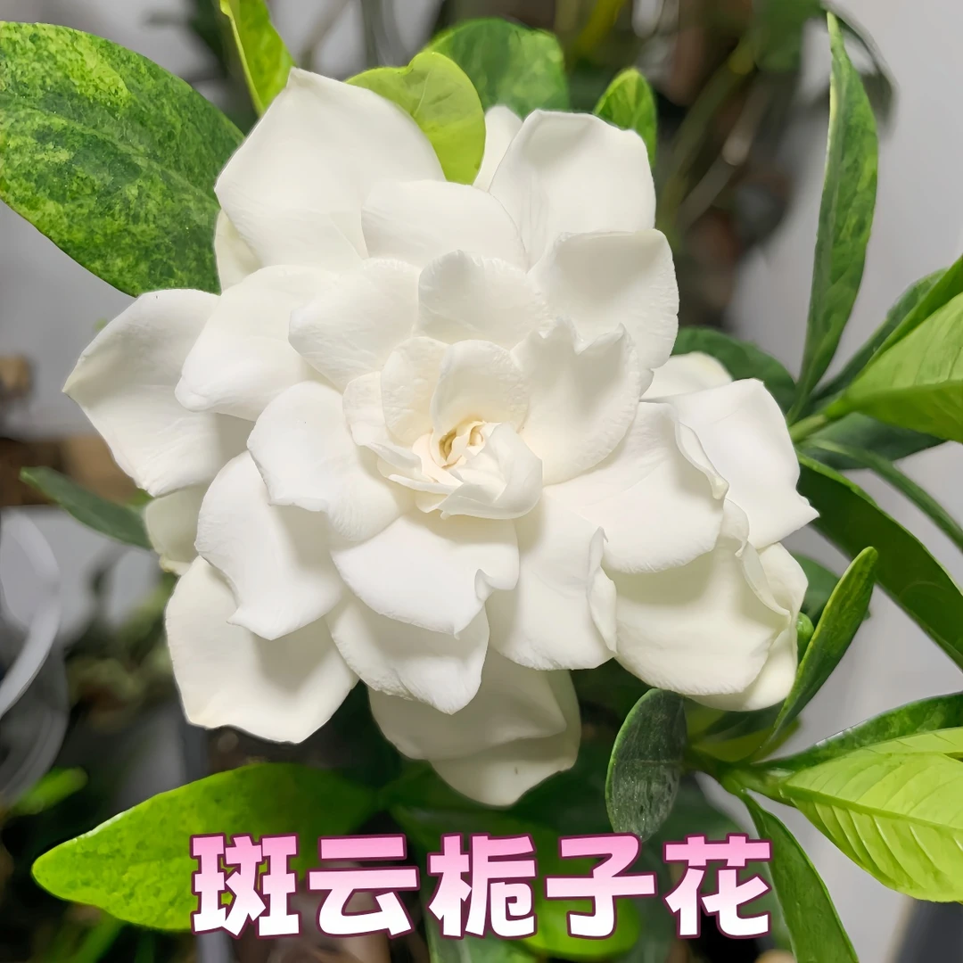 【斑云】贵货栀子花重瓣盆栽浓香多季花好养净化空气花卉绿植
