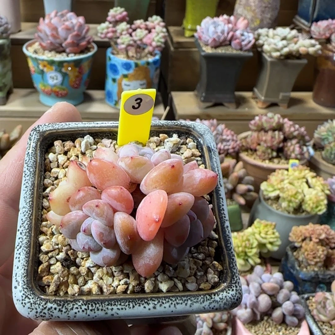 3号雪天使4头老桩无砍00