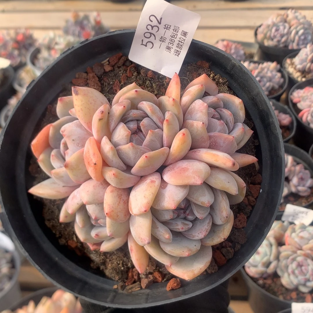 12厘米五头黄底石榴籽 无砍 5932