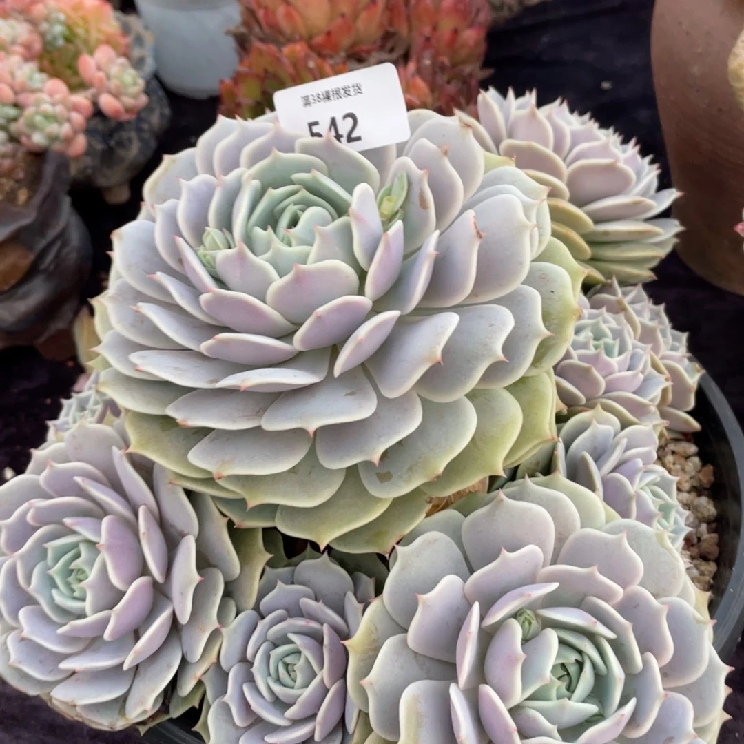 空***…542露娜莲群生多肉植物