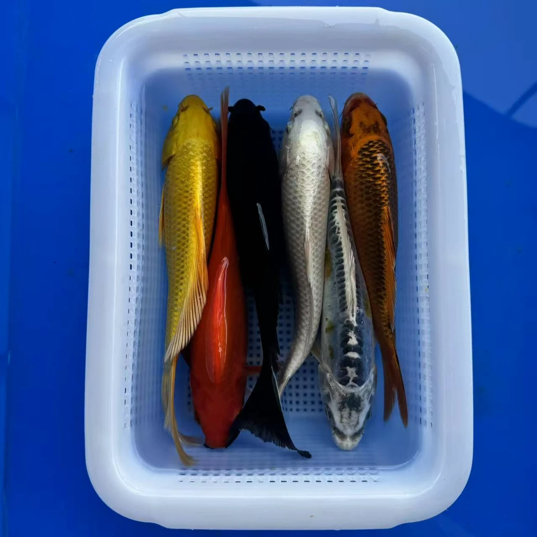 锦鲤草金 1红草1松叶1白1黄1黑1龙（17-20厘米）6条鱼非一物一拍