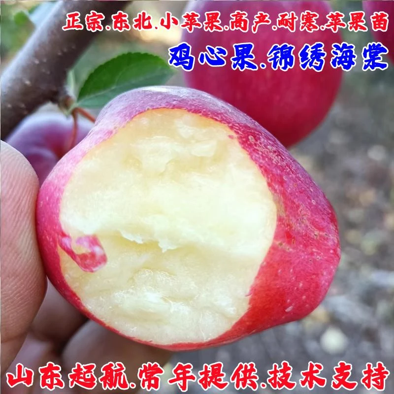 嫁接抗冻东北鸡心果苹果苗酸甜耐寒锦绣海棠小苹果树苗南北方种植