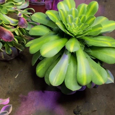 翡翠琉璃多肉1856