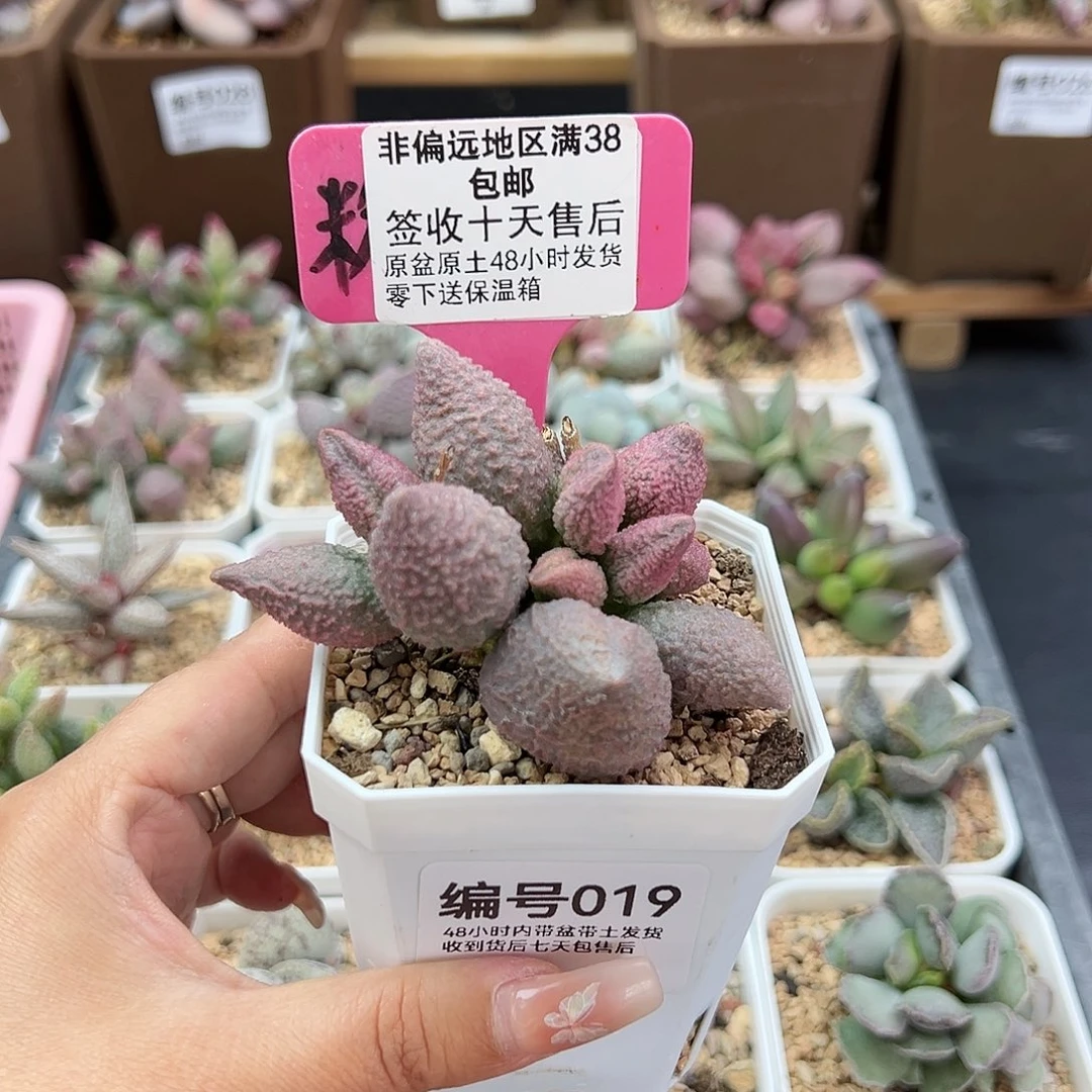 019红粉哈莫杂多肉植物