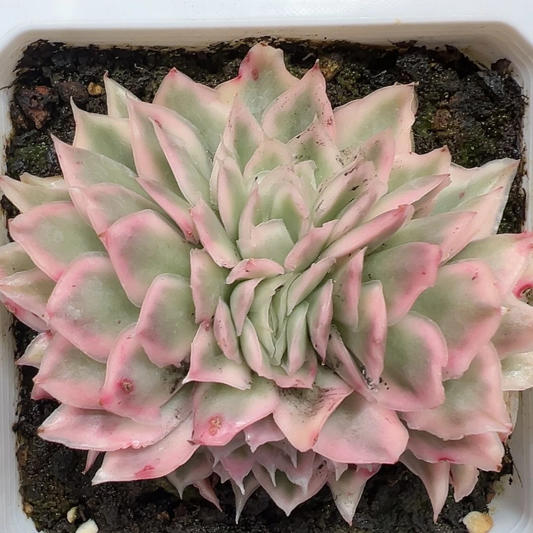 紫蝴蝶锦缀多肉植物