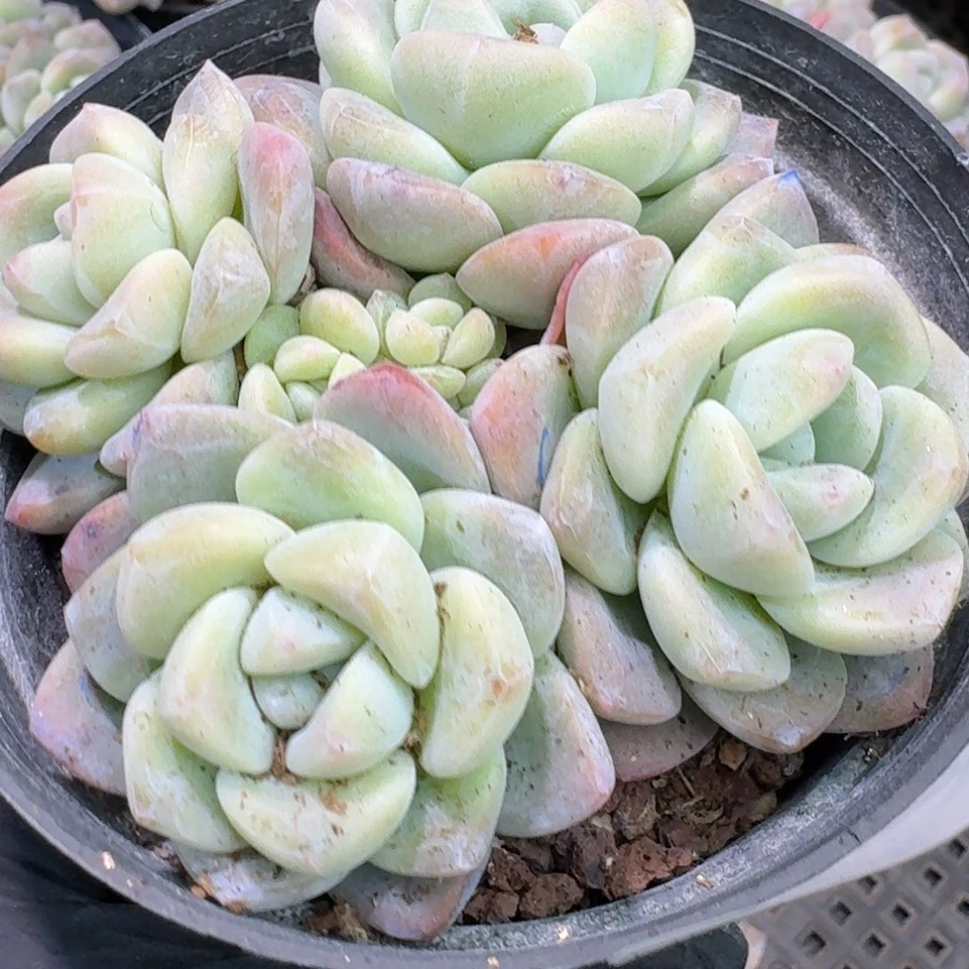 75 号到手1框，江北多肉