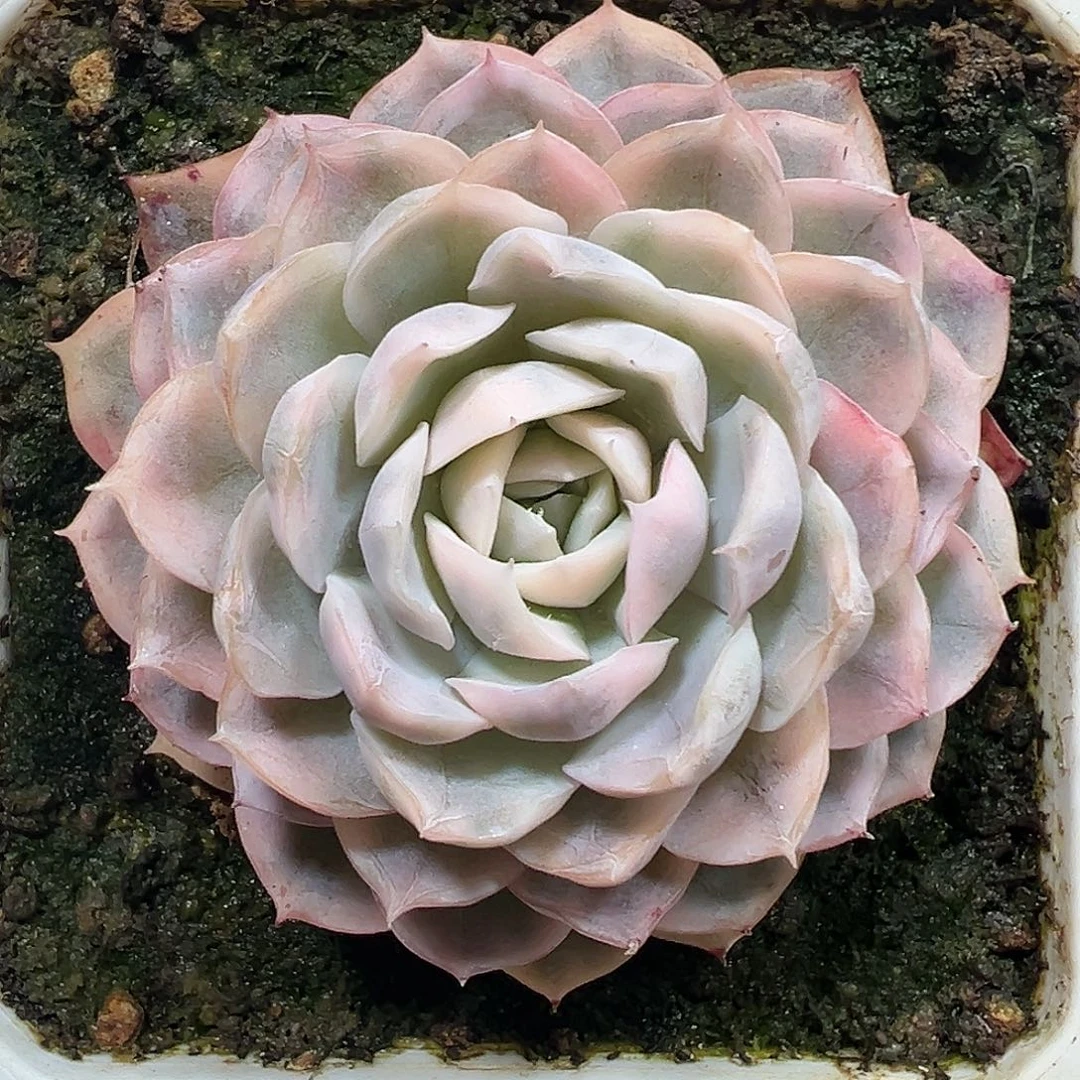 雪球锦多肉植物锦