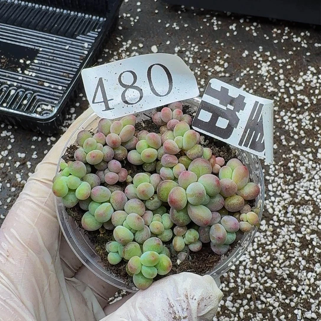 多肉植物多肉植物480量拍