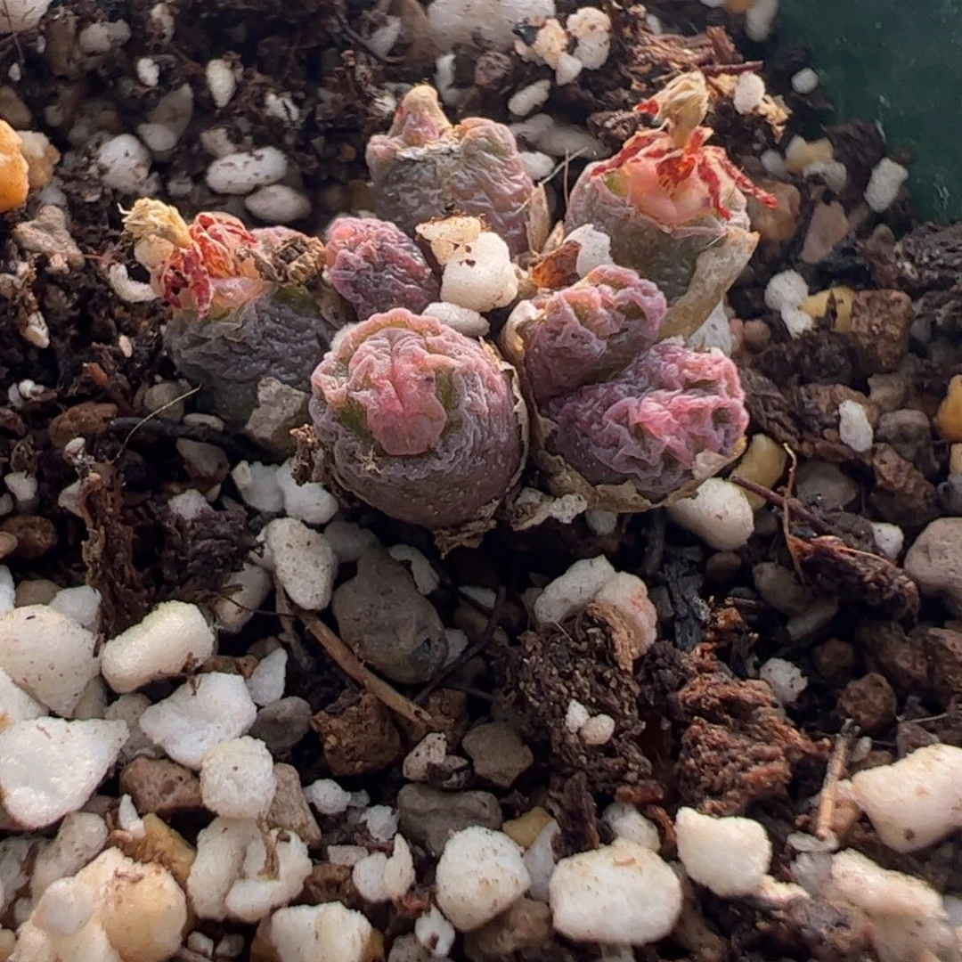 774 好看的多肉冲冲冲