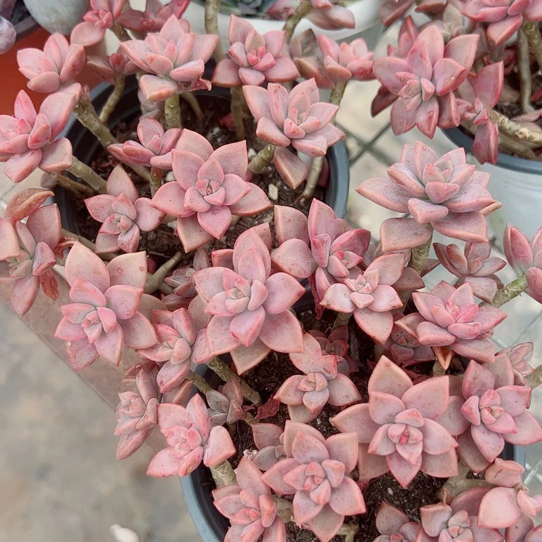 姬胧月散装带盆土精品二盆