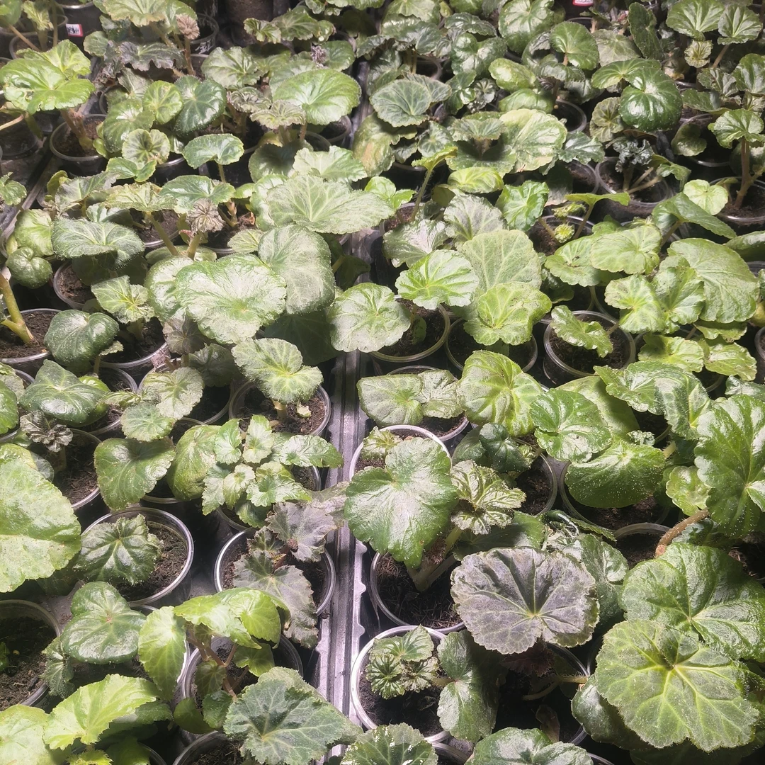 10颗10个颜色夫妻海棠口杯花苗包邮