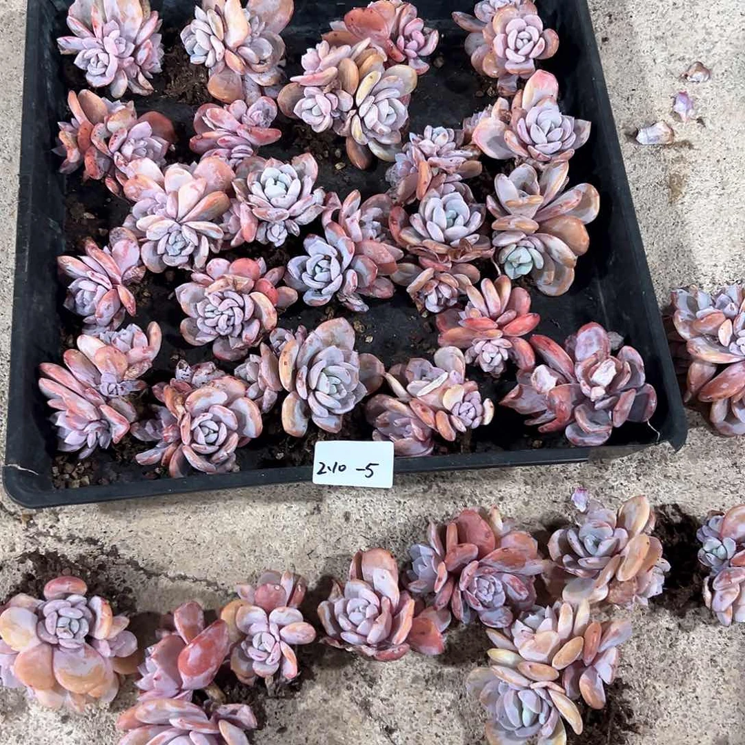 210-5奶茶双头起随机有瑕疵介意慎拍