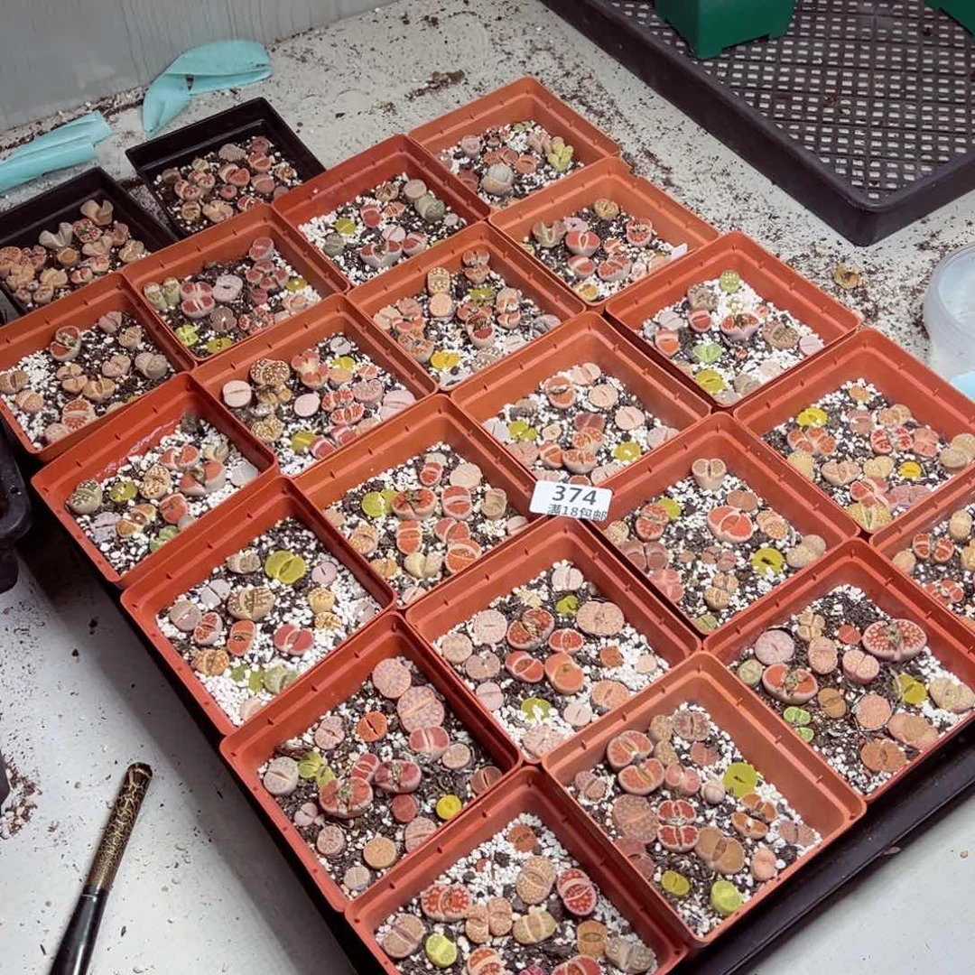 【闪购商品】 374 量拍一盒。