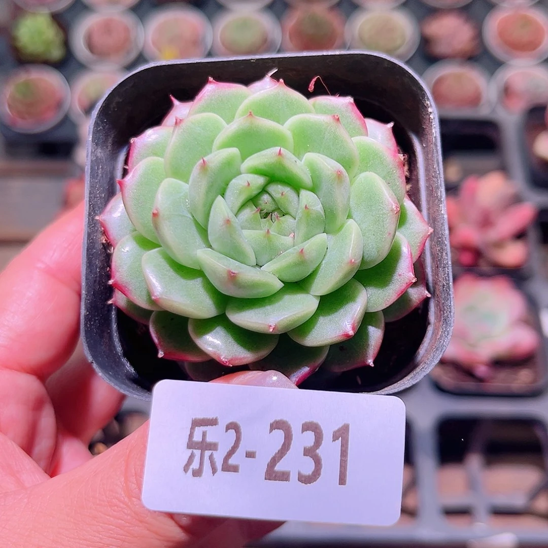 乐然2-231 海王优选