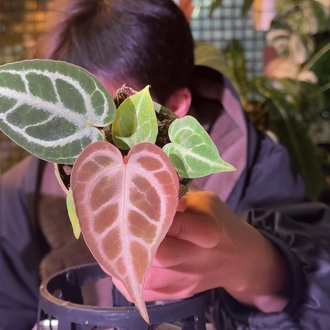 大部分花苞少量开放H298skg银杂红