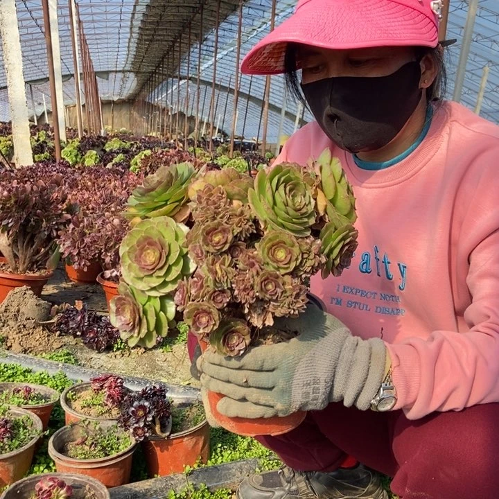 z****2905万缀化老桩