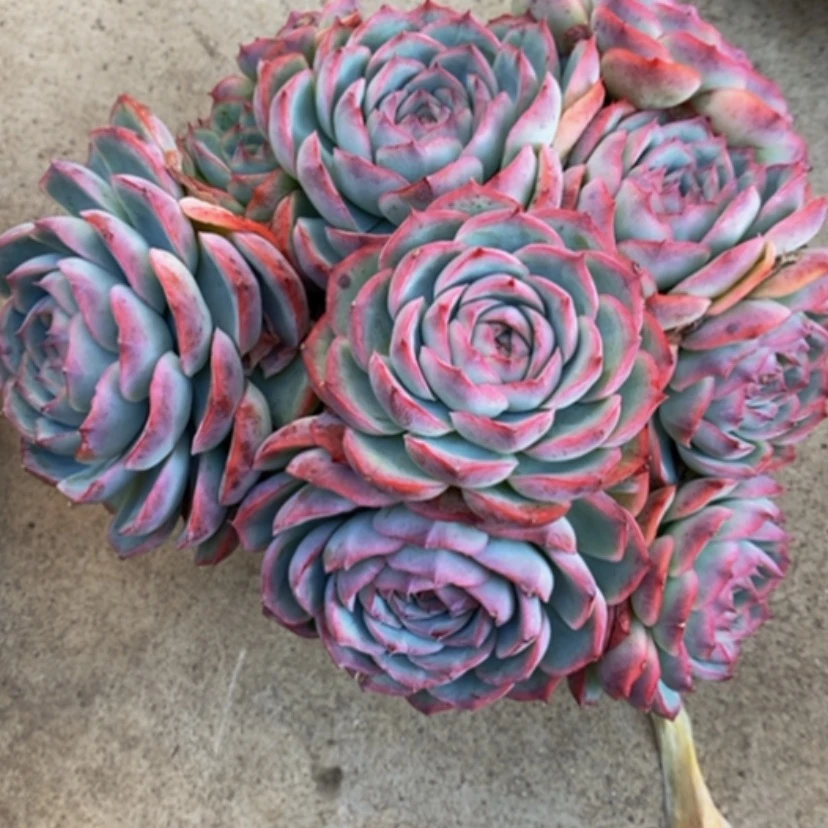 【闪购商品】暮*多肉植物的