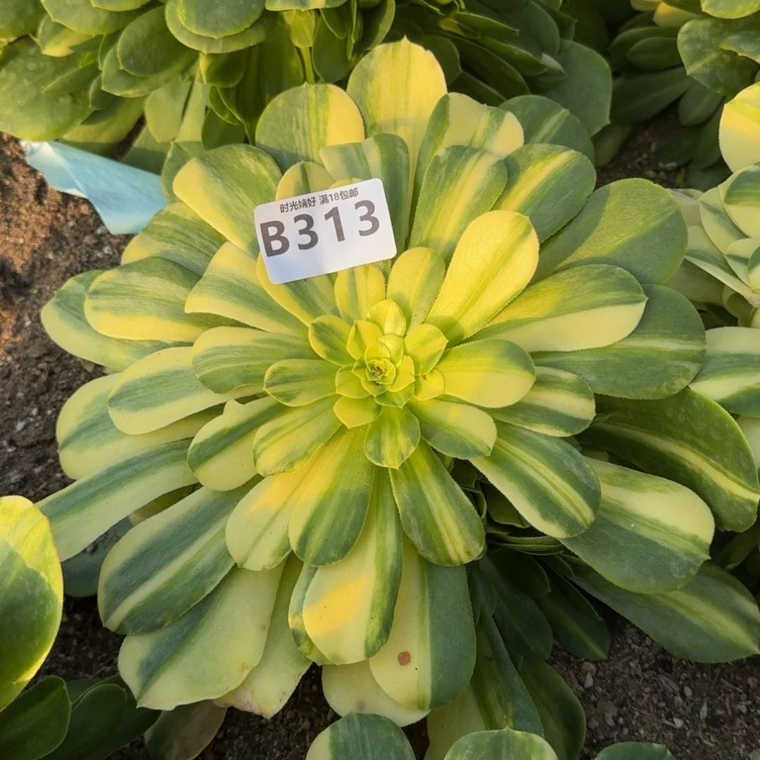 313五彩琉璃。多肉植物