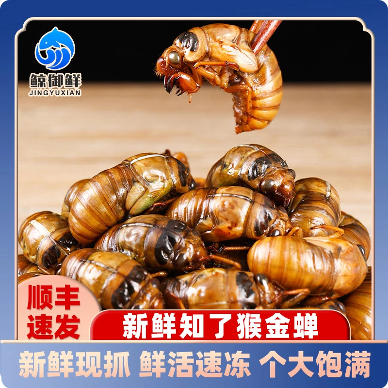 新鲜金蝉知了猴速冻现抓爬叉猴蝉蛹冷链发货