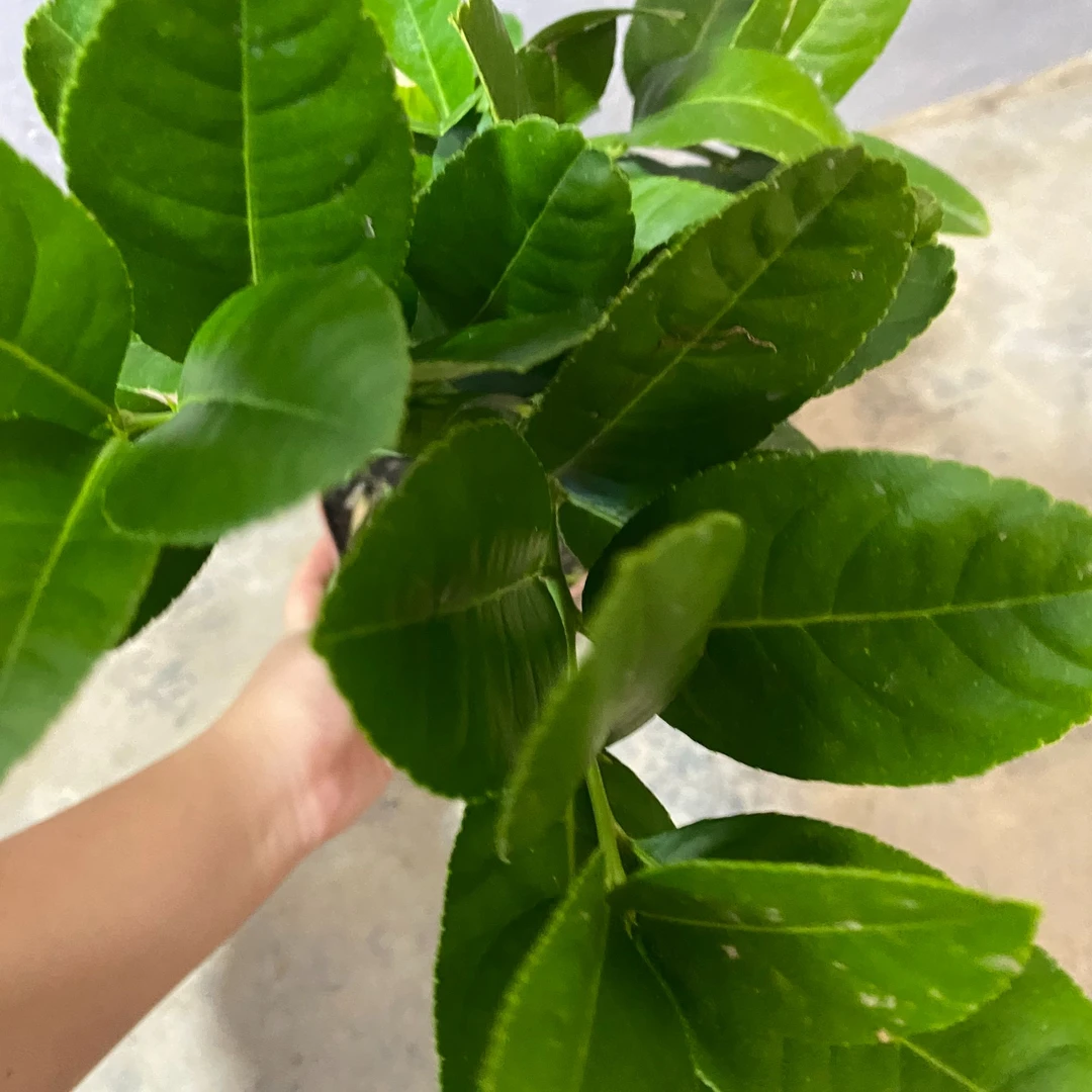 一物一拍广东四季香水柠檬盆无花无果(大盆)