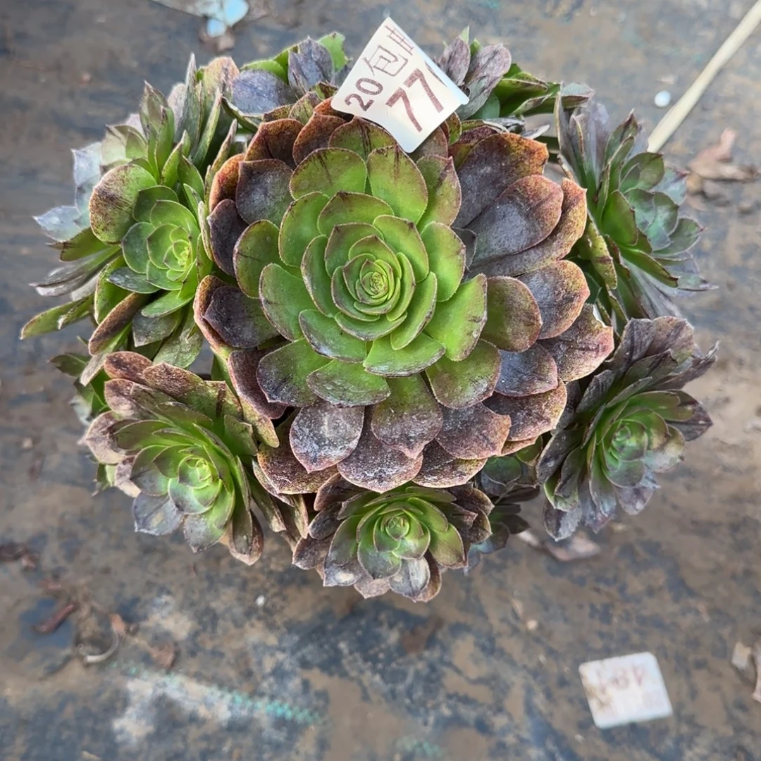 万拉丝776满20包邮断枝不包