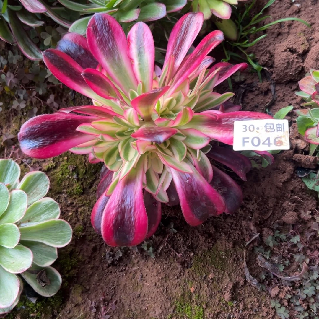 046美杜莎多肉法师