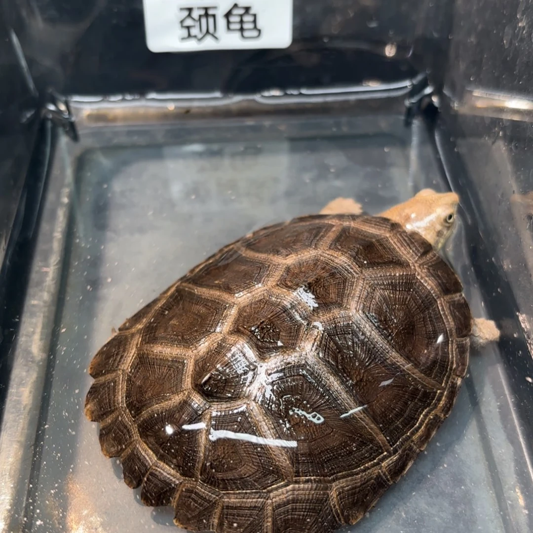 不分公母泥龟A13全品棱背