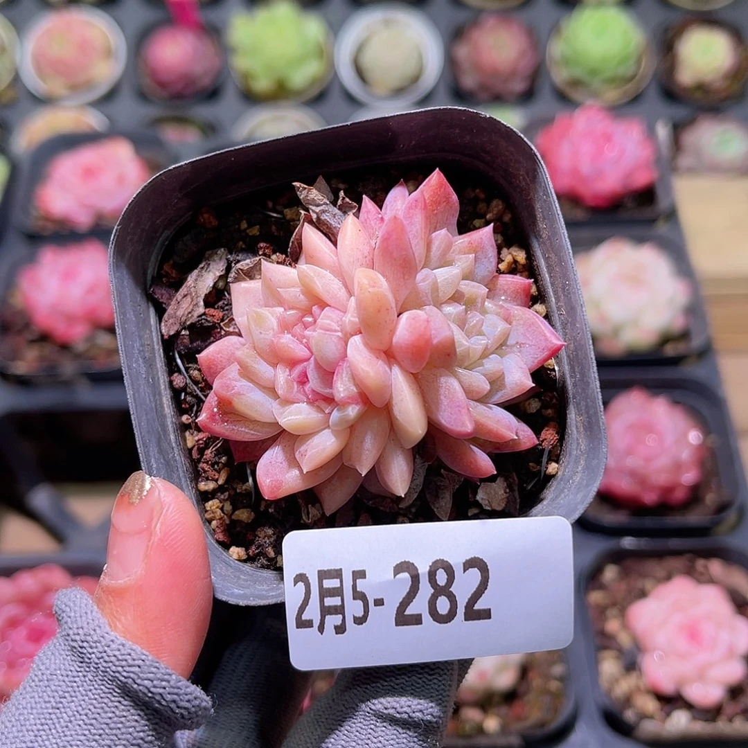 花05-282新品双头