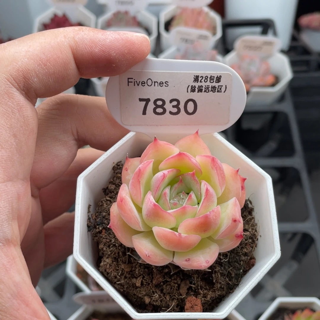 侧影7830-5.0厘米