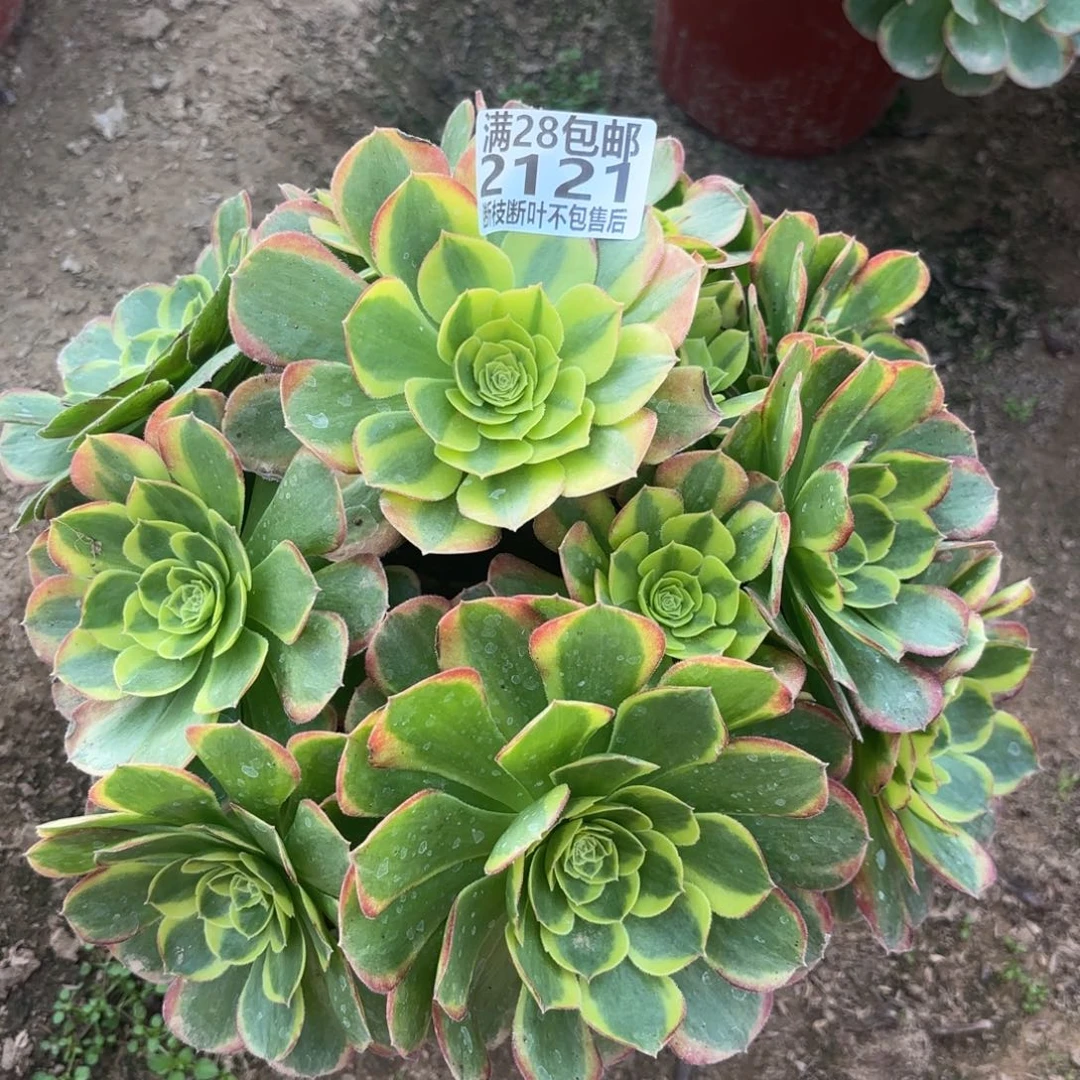 M. 2121奶白多肉，caded