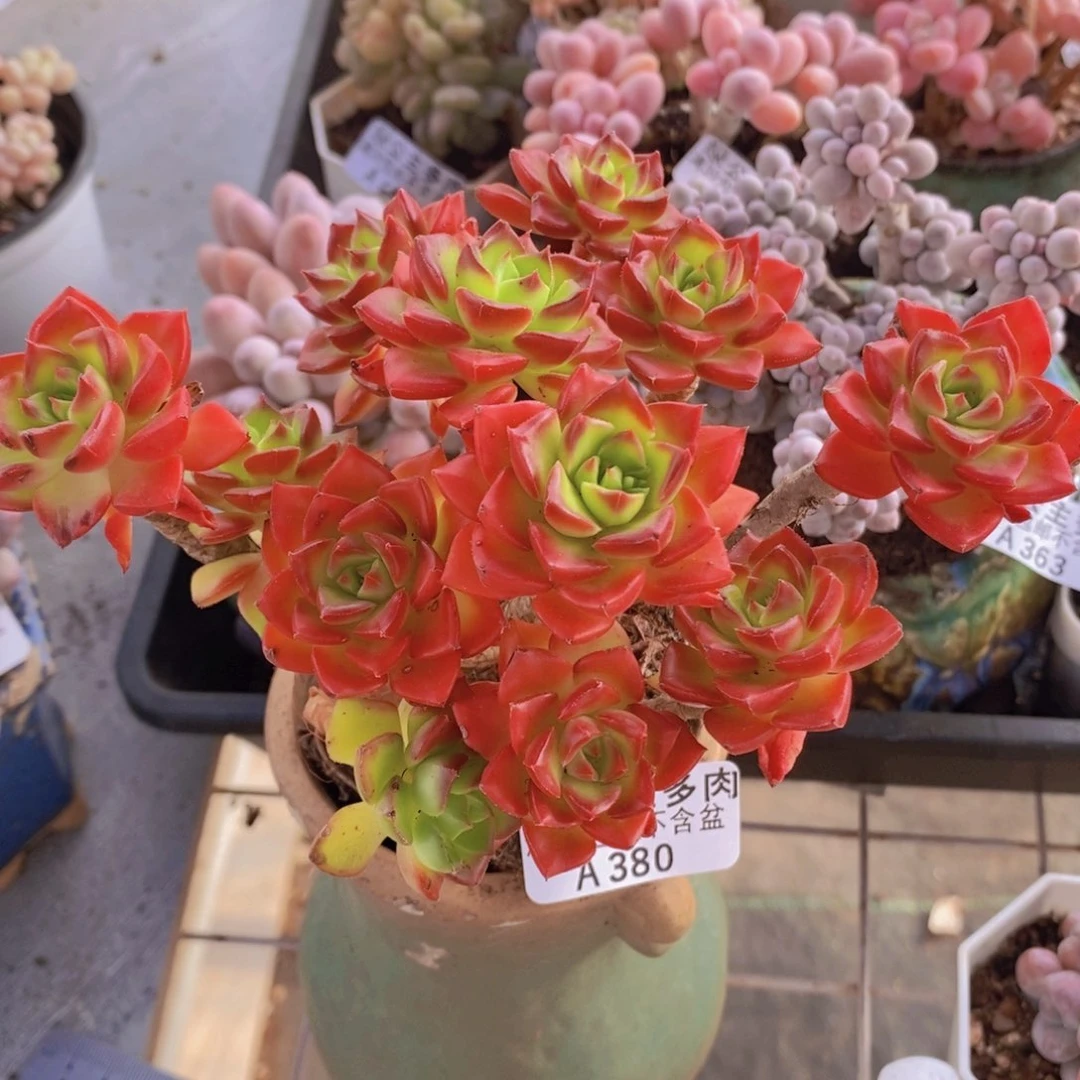蒂亚老桩13cm380多肉植物