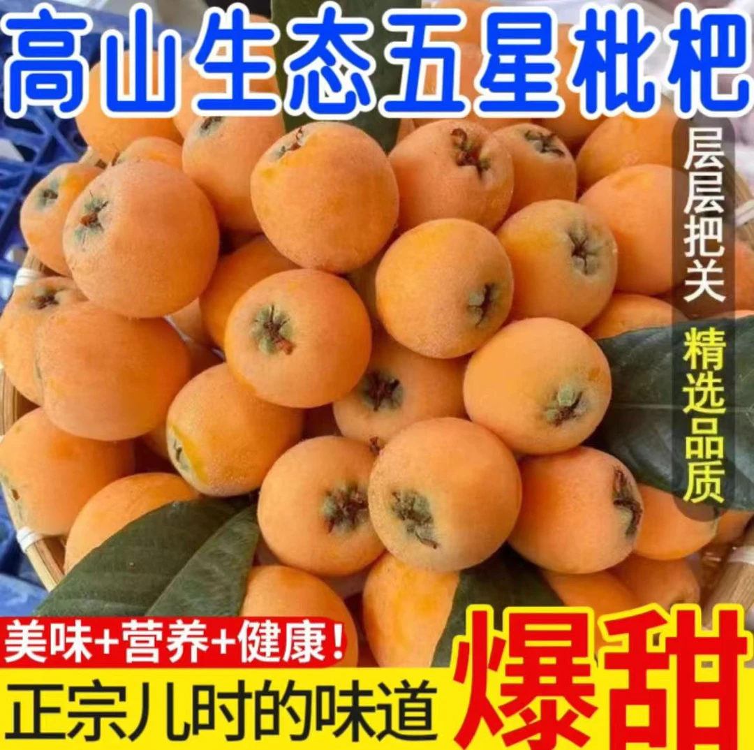 高山老树枇杷正宗四川重庆新鲜水果应季现摘现发【顺丰】